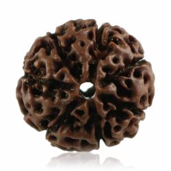 Buy 7 Mukhi Rudraksha From Rashi Ratan Bhagya