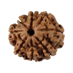 Buy 8 Mukhi Rudraksha Online at Rashi Ratan Bagya