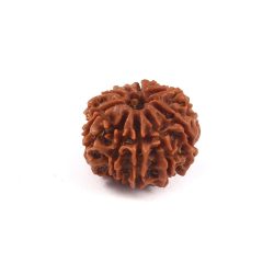 Shop 9 Mukhi Rudraksha Online From Rashi Ratan Bhagya at the Best Price.