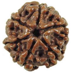 Shop 6 Mukhi Rudraksha Online From Rashi Ratan Bhagya at the Best Price.