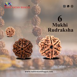 Shop 6 Mukhi Rudraksha Online at The Best Price