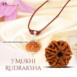 Buy 7 Mukhi Rudraksha Online at Rashi Ratan Bagya