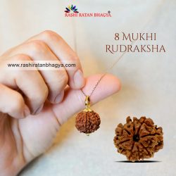 Buy 8 Mukhi Rudraksha Online at Rashi Ratan Bagya