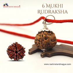 Buy 6 Mukhi Rudraksha From Rashi Ratan Bhagya At Genuine