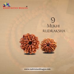 Buy 9 Mukhi Rudraksha From Rashi Ratan Bhagya At Genuine