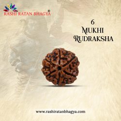 Buy 6 Mukhi Rudraksha From Rashi Ratan Bhagya At Genuine