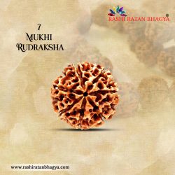 Buy 7 Mukhi Rudraksha From Rashi Ratan Bhagya At Genuine