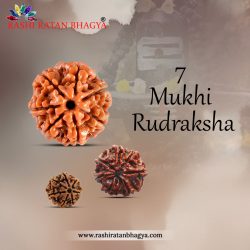 Buy 7 Mukhi Rudraksha Online at Rashi Ratan Bagya