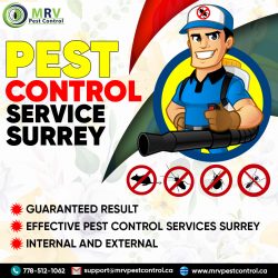 Pest Control Service Surrey