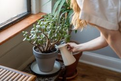 Saiba como regar as plantas corretamente