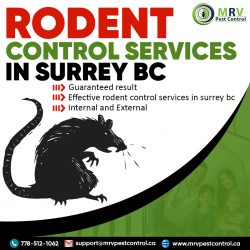 Rodent Control Services In Surrey BC