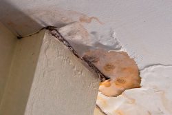 Mold Remediation Services in Jackson