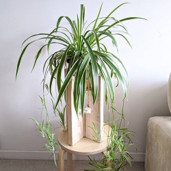 Chlorophytum Comosum – Spider Plant