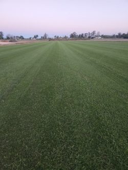 Tall fescue overseeded with perennial ryegrass