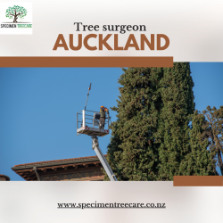 Techniques and Approaches Used by Expert Tree Surgeons