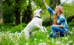 Best Dog Training