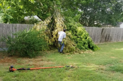 Exploring the World of Tree Surgery: A Closer Look at the Role of a Tree Surgeon