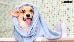 Hello Pets Inc.: Pamper Your Pooch at Dog Grooming North York