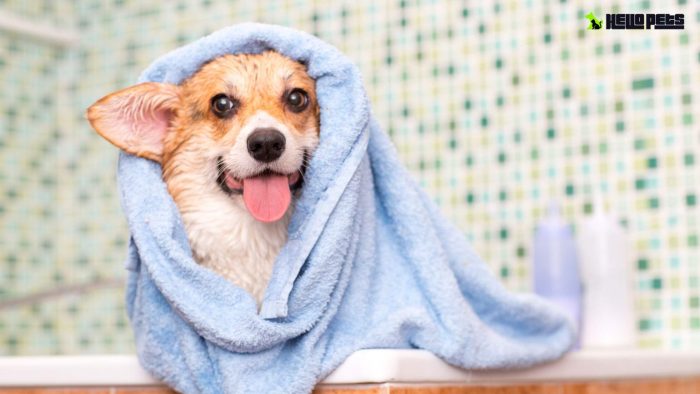 Hello Pets Inc.: Pamper Your Pooch at Dog Grooming North York