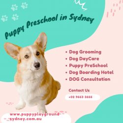 Dog DayCare Services- PuppyplayGround