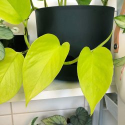 Epipremnum Aureum: Embrace Nature’s Elegance with the Gorgeous Greenery