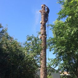 Why Hiring an Arborist is Essential for Maintaining Healthy Trees