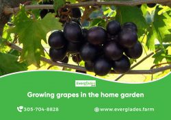 Growing Grapes In The Home Garden