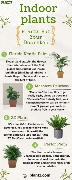 Blooming Inside: The World of Indoor Plants