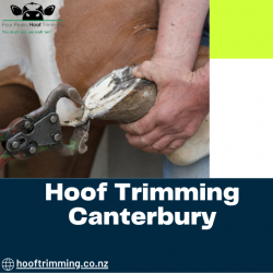 Services for Hoof Trimming: Maintaining the Health of Your Livestock’s Hooves