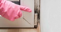 Effective Mold Removal and Restoration Techniques for a Healthy Living Environment