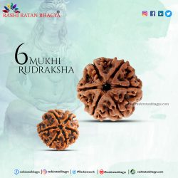 Buy Natural 6 Mukhi Rudraksha from Rashi Ratan Bhagya