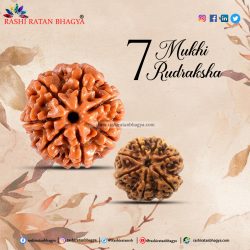 Buy 7 Mukhi Rudraksha Online at Rashi Ratan Bagya