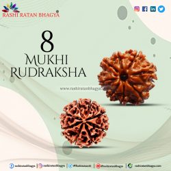 Buy 8 Mukhi Rudraksha From Rashi Ratan Bhagya At Genuine