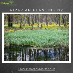 A Healthy Riverine Habitat: Planting Riparian Areas to Protect Wildlife