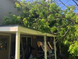 The Art and Science Behind Tree Surgery: Exploring the Work of a Tree Surgeon