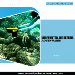 Underwater Snorkeling Adventure