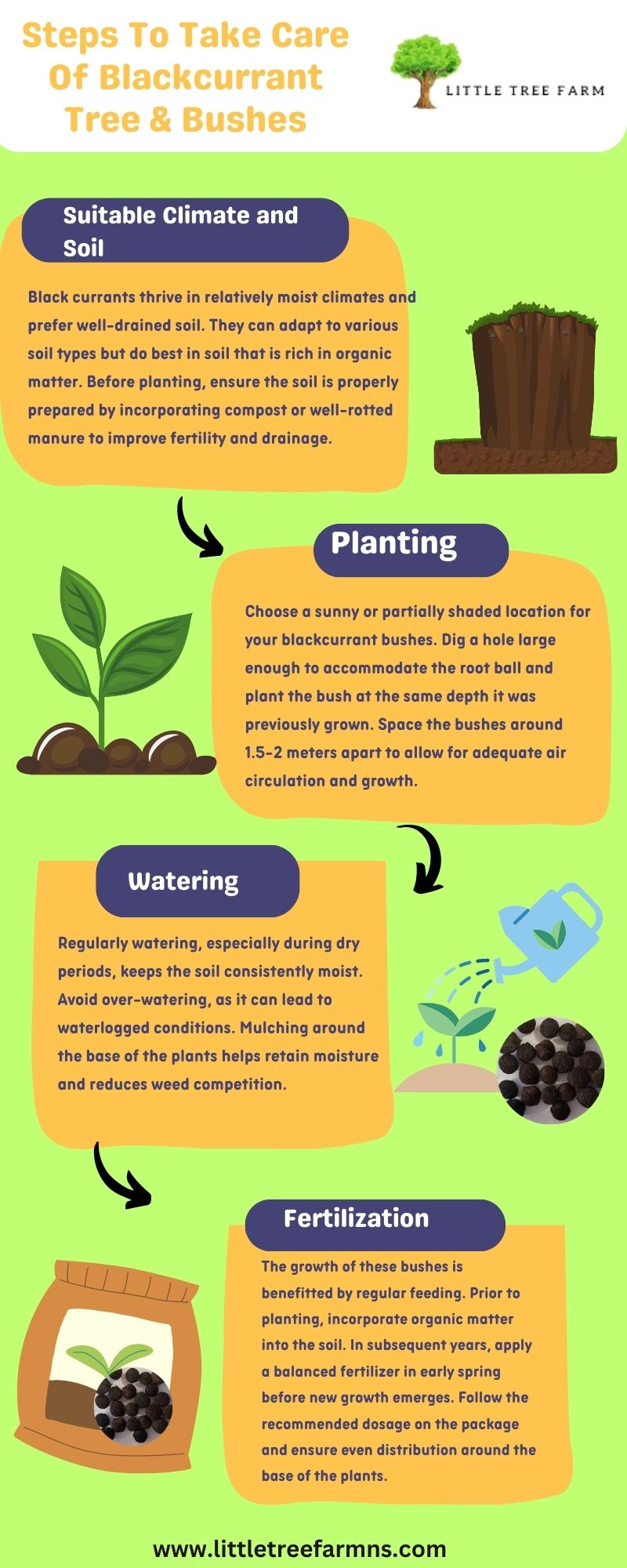 Steps To Take Care Of Blackcurrant Bushes by Little Tree Farm
