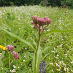 Grow a beautiful butterfly garden with Swamp Milkweed Seed