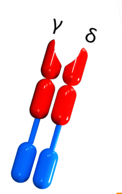 γδ T Cell Development