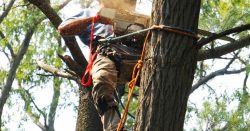 Transforming Hamilton’s Gardens After Tree Removal