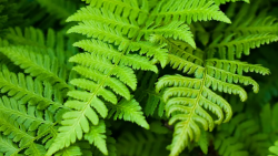 Exploring the Beauty of Australian Native Plants