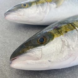 Yellowtail Fillets | Fresh Fish Near Me | Fresh Fish Shop Near Me | Greenfish