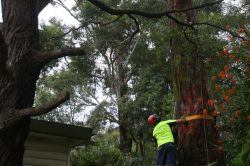 Sydney Side Trees Services: Your Local Tree Trimmers