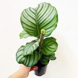 Discovering The Elegance of Calathea Orbifolia | A Glimpse Into Nature’s Masterpiece