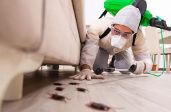 Cockroach Extermination Services Near Me