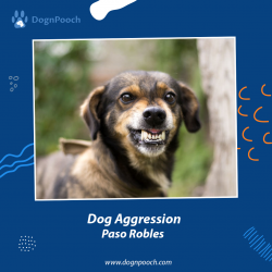 Dog Aggression Paso Robles