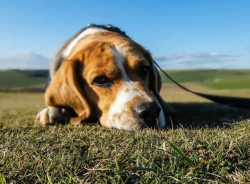 How to Train a Deaf Dog to Stop Barking