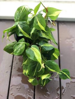 Pothos: The Versatile And Low-Maintenance Green Companion