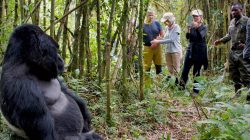 Explore the Enigmatic World of Gorilla Trekking in Rwanda