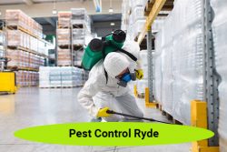 Pest Control Ryde: Your Trusted Solution For Pest-Free Living!